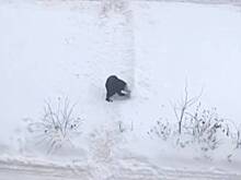 Россияне начали разгребать сугробы руками