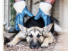 В России появятся новые возможности для борьбы с наркотиками и бродячими собаками