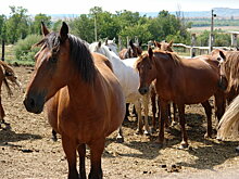 Как в Крыму возрождают кумысолечение