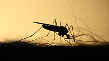 Эксперт прокомментировал данные об опасных комарах на юге России