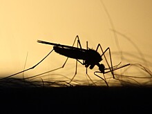 Эксперт прокомментировал данные об опасных комарах на юге России