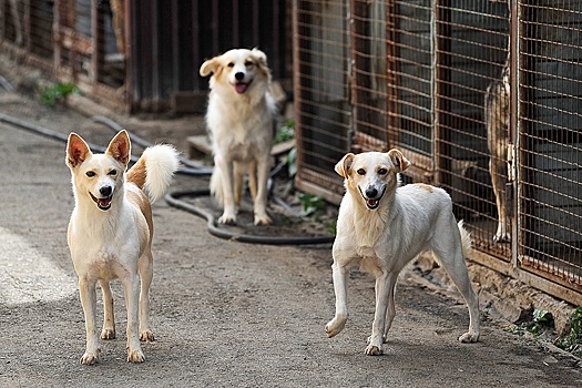 В Хакасии приняли закон о содержании и усыплении бездомных собак