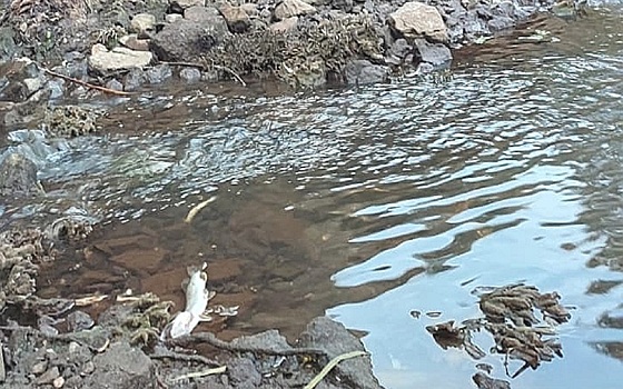 В Солотче погибла рыба в реке