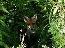 В Петербурге заметили двух молодых лисят на Мебельной улице