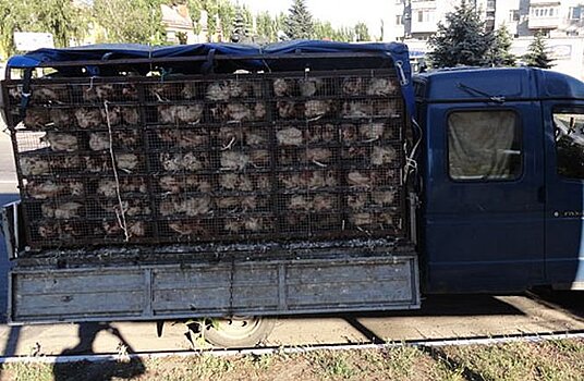 Полицейские устроили погоню за "ГАЗелью" с курами