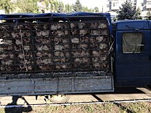 Полицейские устроили погоню за "ГАЗелью" с курами