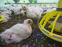 На Ставрополье после вспышки птичьего гриппа ужесточат ветеринарно-санитарный контроль