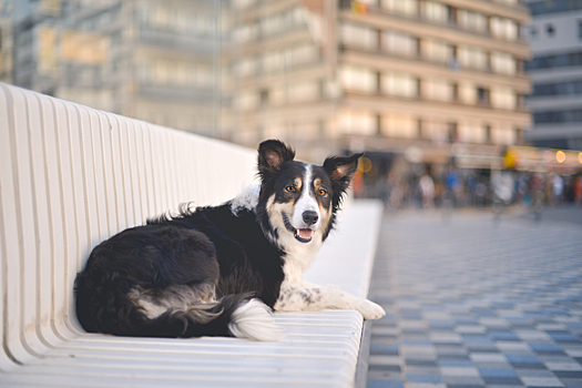 В Канаде колли вытащила чихуахуа из-под колёс автомобиля