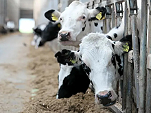 Власти Марий Эл направят 415 млн рублей на поддержку молочного хозяйства