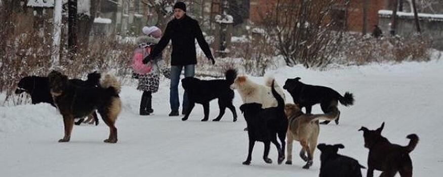 В Астрахани за год бездомные собаки покусали почти пять тысяч человек