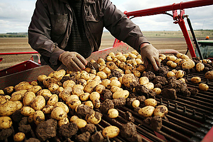 Российские фермеры нашли способ выращивать картофель без колорадских жуков