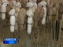 Уфимские учёные открыли новый вид бактерий, способный разлагать нефть при низких температурах