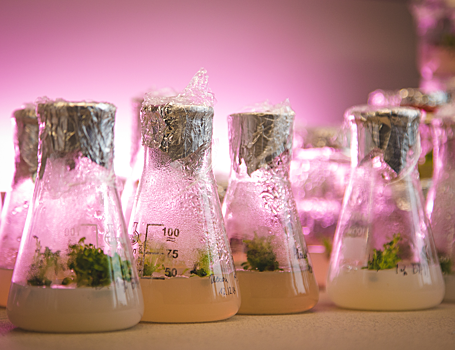 Биологи доказали антиоксидантную и противомикробную эффективность балтийских орхидей