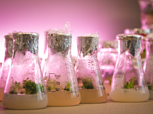 Биологи доказали антиоксидантную и противомикробную эффективность балтийских орхидей