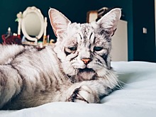 Новый мрачный котик покоряет Instagram