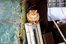 Забавное исследование: Нижний Новгород — один из самых кошачьих городов страны