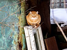 Забавное исследование: Нижний Новгород — один из самых кошачьих городов страны
