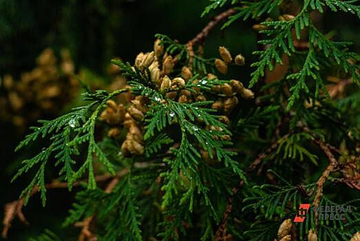 Петицию против исключения земель из парка «Югыд ва» подписали более 100 тысяч человек