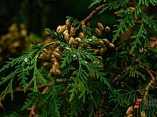 Петицию против исключения земель из парка «Югыд ва» подписали более 100 тысяч человек