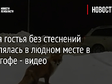 Рыжая гостья без стеснений прогулялась в людном месте в Петергофе - видео