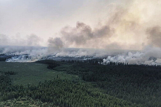 Площадь лесных пожаров в России сократилась