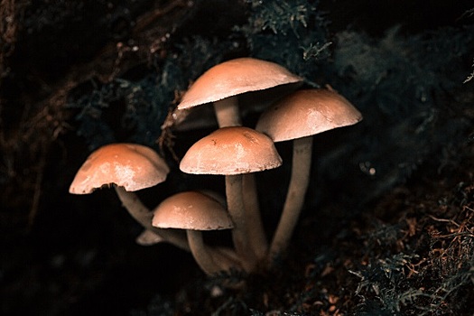 Названы меры первой помощи при отравлении грибами