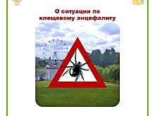 В Кировской области от укусов клещей пострадали более 20 тысяч человек