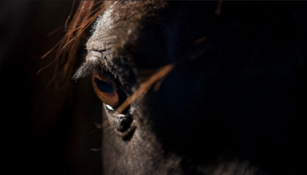 В США конь подал в суд на жестокого хозяина