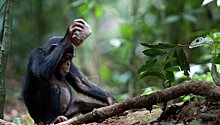 Шимпанзе начала чистить вольер после подселения самца