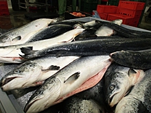 США продлили разрешение на импорт краба, лосося и трески из России