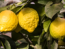 РФ запретила ввоз опасных лимонов из Турции