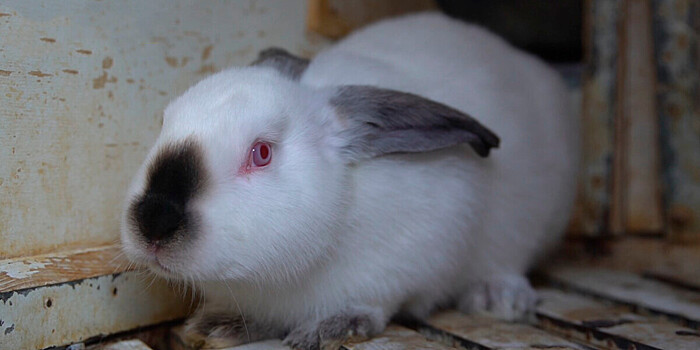 Не только ценный мех: в Армении взяли курс на развитие кролиководства