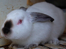 Не только ценный мех: в Армении взяли курс на развитие кролиководства