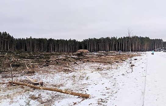 В Берёзовском начали вырубать лес на месте строительства новой школы