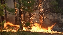 На территории Эльтавского леса произошло возгорание