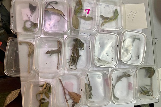 Видео: В Домодедово у пассажира изъяли 350 экзотических животных - жаб, хамелеонов, ящериц