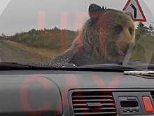 NYP: главными потребителями игрушек становятся взрослые