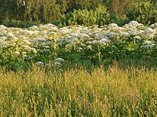 В Прикамье борщевик Сосновского захватил 93 тысяч га земель и подлежит уничтожению