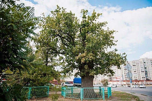 Астраханский царь-дуб старше Петра Первого