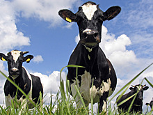 Кошелек с деньгами внутри коровы озадачил фермера