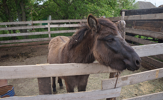 Житель Суджанского района организовал ферму с экзотическими животными