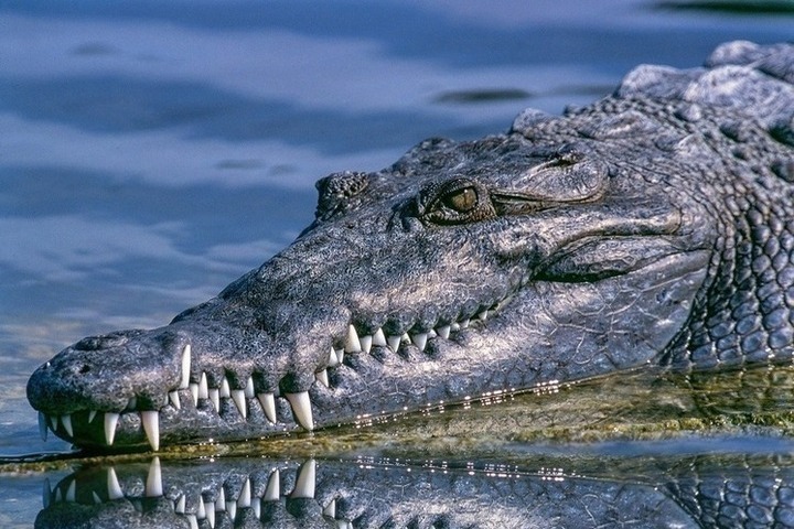 Два крокодила попытались забраться в жилой дом через входную дверь