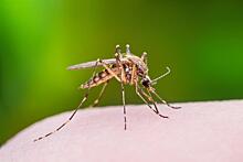 Петербургские комары из-за аномальной погоды научились подниматься на 19-й этаж: Новости ➕1, 28.06.2021