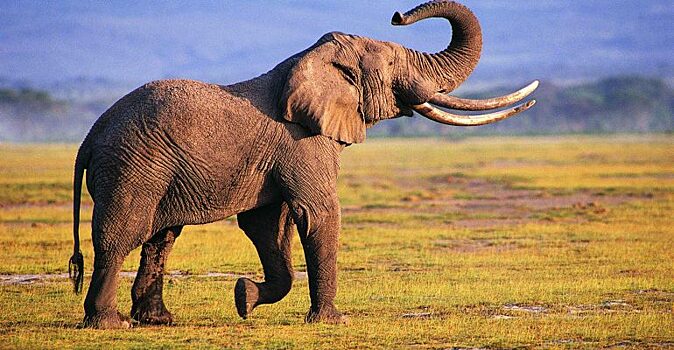 Слоны напугали туристов во время завтрака