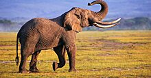 Слоны напугали туристов во время завтрака