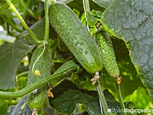 Названы причины резкого подорожания огурцов в России