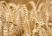 Россельхозбанк увеличил поддержку сезонных работ омских аграриев на 30%