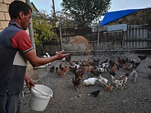Содержание животных на дачах могут ограничить