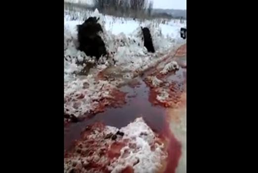 Кровавый скотомогильник обнаружили в черте Ульяновска