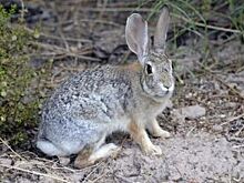 Раненого дикого зайца нашли на дороге в Новосибирске